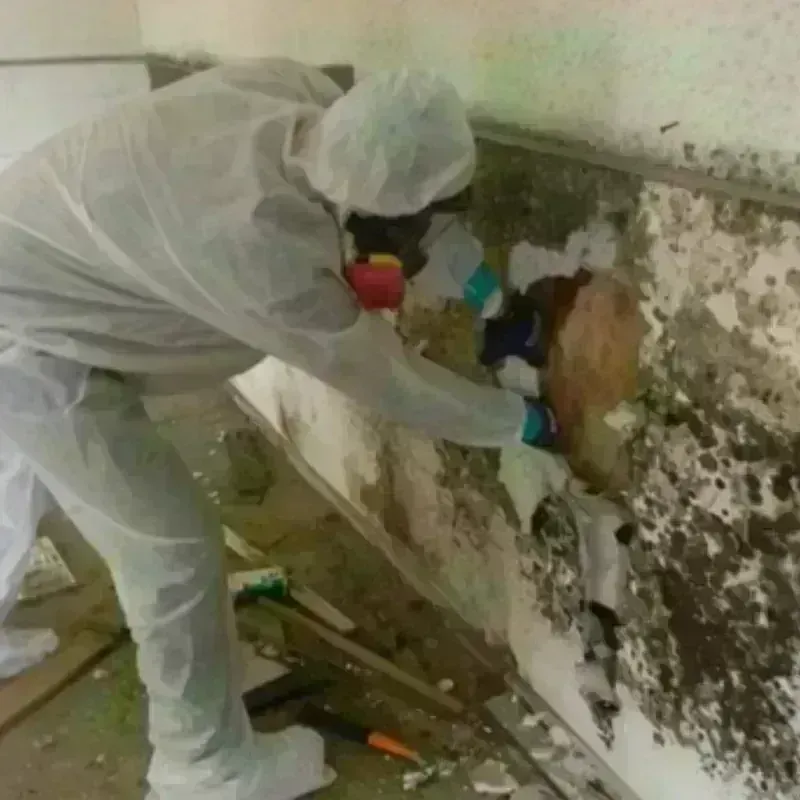 Mold Remediation and Removal in East Stroudsburg, PA